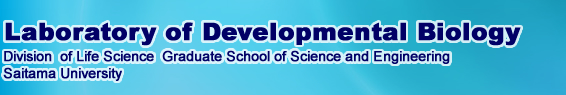 Laboratory Of Developmental Biology│Department of Life Science  Graduate School of Science and Engineering Saitama University